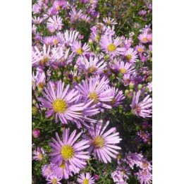 Vendangeuse - Aster ericoïdes 'Pink Cloud'
