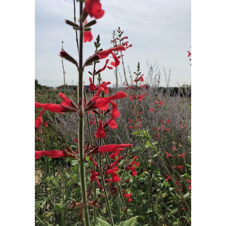 La sauge rouge du Mexique - Salvia darcyi -