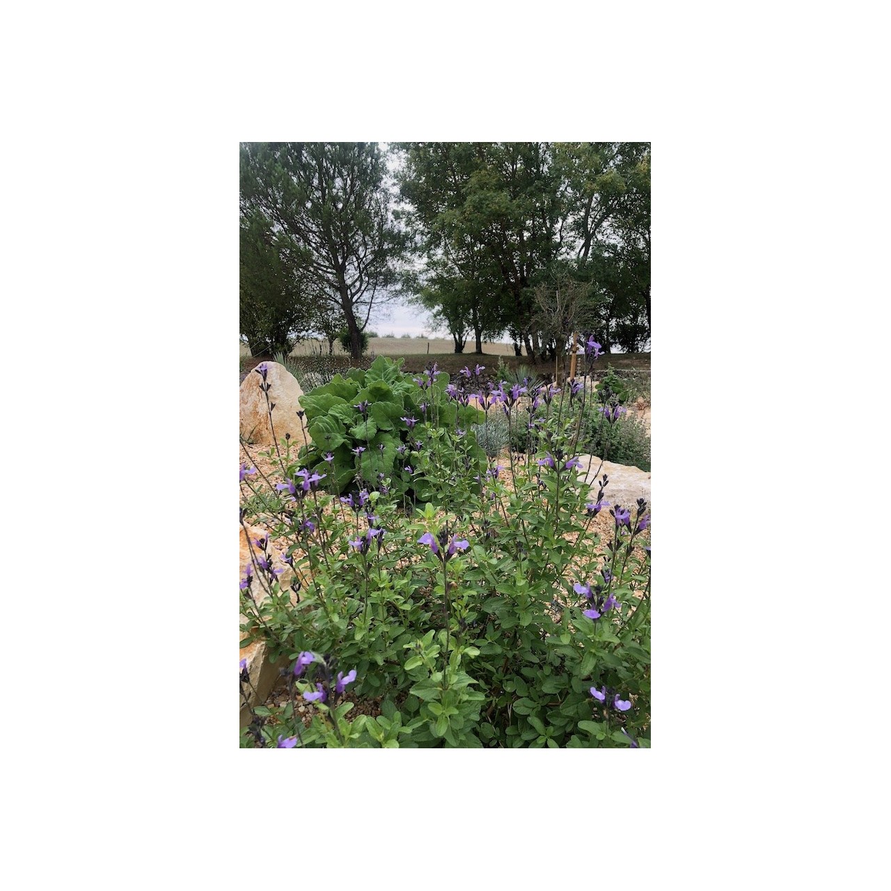 Sauge arbustive bleue - Salvia 'Mirage So Cool Pale Blue'