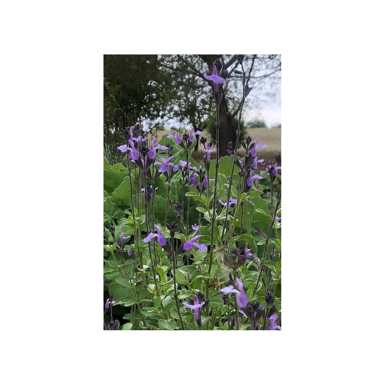 Sauge arbustive bleue