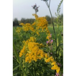 Solidago canadensis