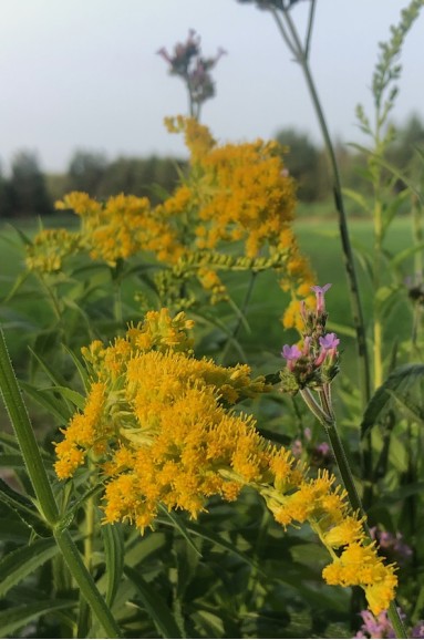 Solidago canadensis