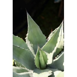 Agave - Agave shrevei subsp. Magna