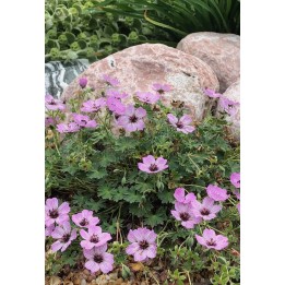 Geranium cinereum Ballerina