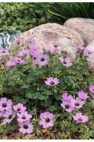 Geranium cinereum Ballerina