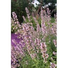 Nepeta Amelia Fleurs roses
