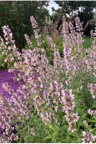 Nepeta Amelia Fleurs roses