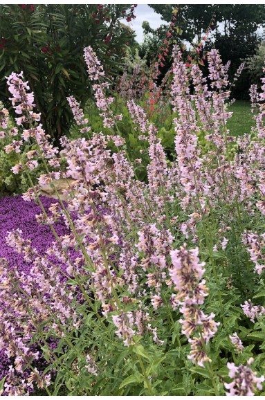 Nepeta Amelia Fleurs roses