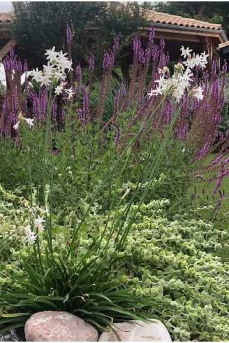 Ail d'ornement fleur blanche