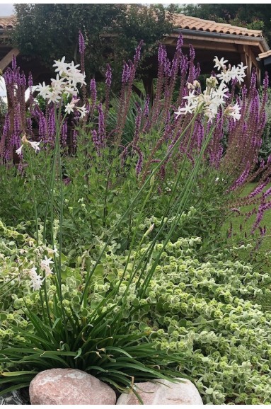 Ail d'ornement fleur blanche