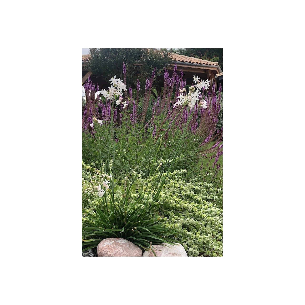 Ail d'ornement fleur blanche