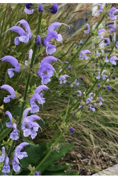 Sauge des prés fleur bleue