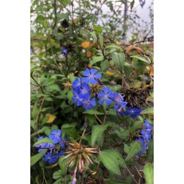Ceratostigma willmottianum