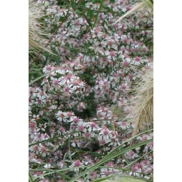 Aster lateriflorus 'Lady in Black' - Symphyotrichum lateriflorum 'Lady in Black'