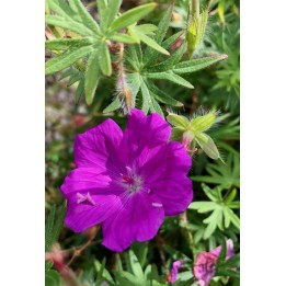 Geranium vivace fleur rose