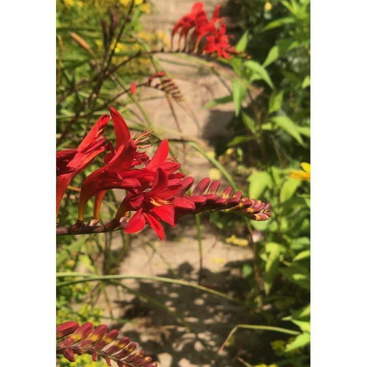 Crocosmia rouge