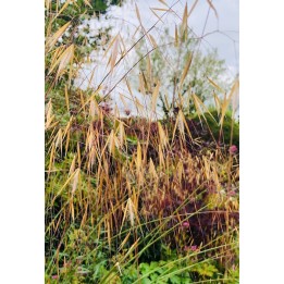 Stipa gigantea fleur