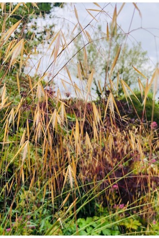 Stipa gigantea fleur