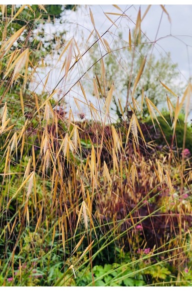 Stipa gigantea fleur