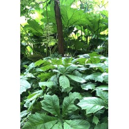 Rodgersia pinnata