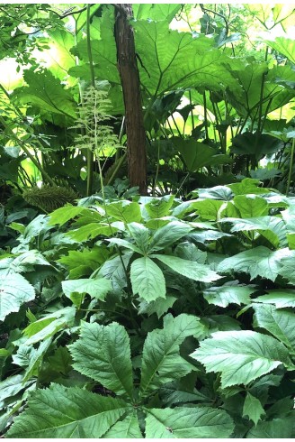 Rodgersia pinnata