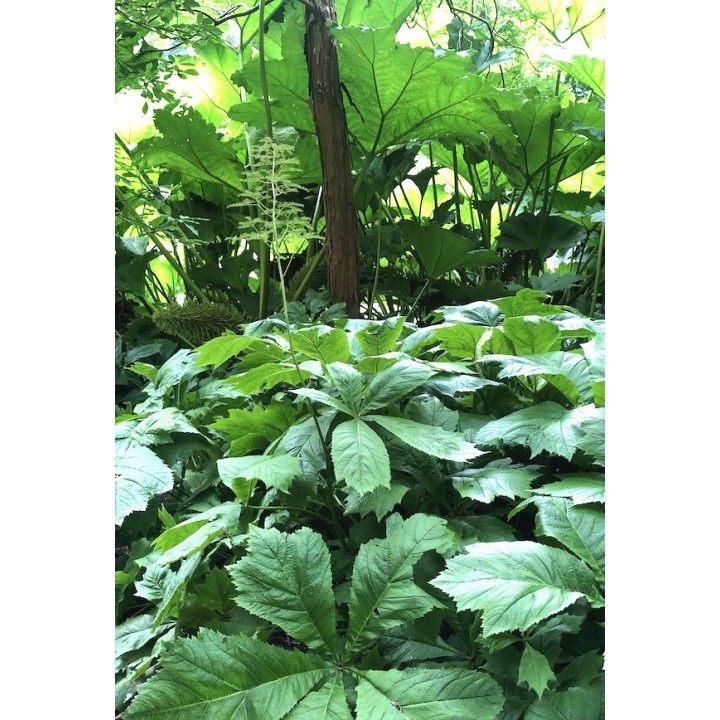 Rodgersia pinnata