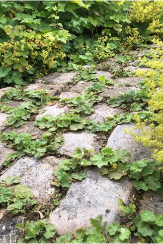 Alchemilla mollis couvre-sol