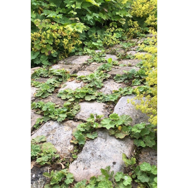 Alchemilla mollis couvre-sol