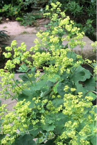 Alchemilla mollis fleur