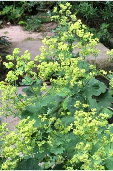 Alchemilla mollis fleur