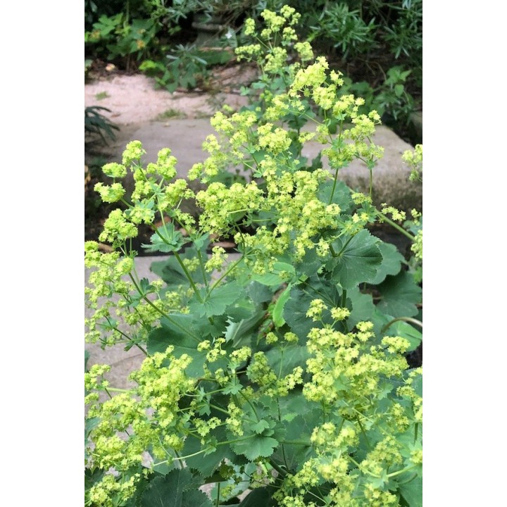Alchemilla mollis fleur