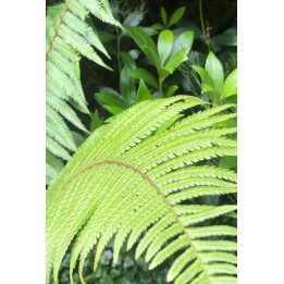 Dryopteris wallichiana