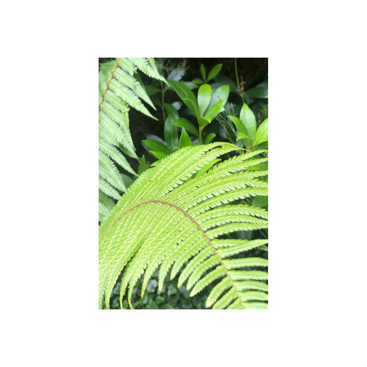 Dryopteris wallichiana