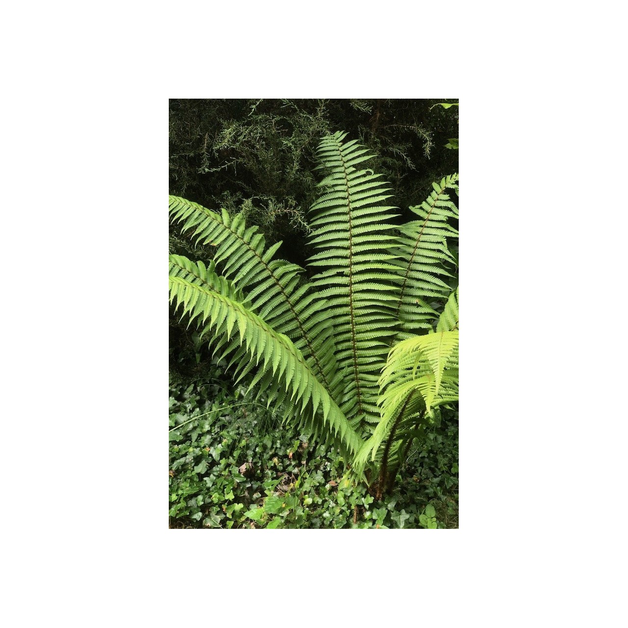 Dryopteris wallichiana