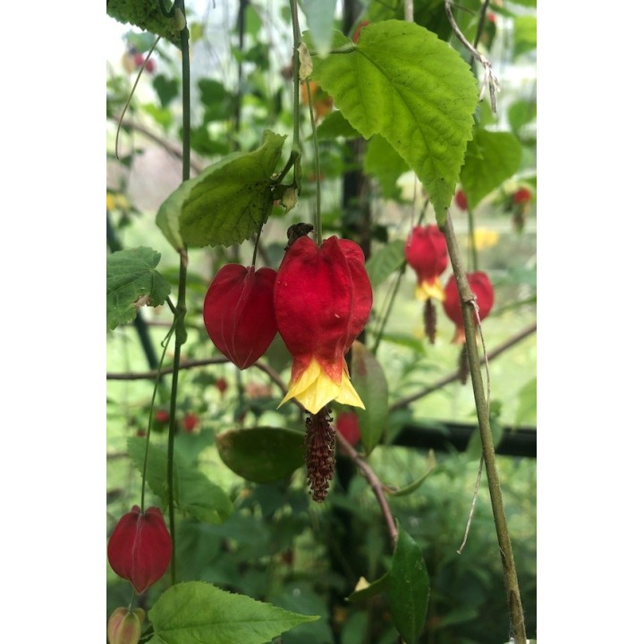 Lanterne chinoise - Abutilon megapotamicum