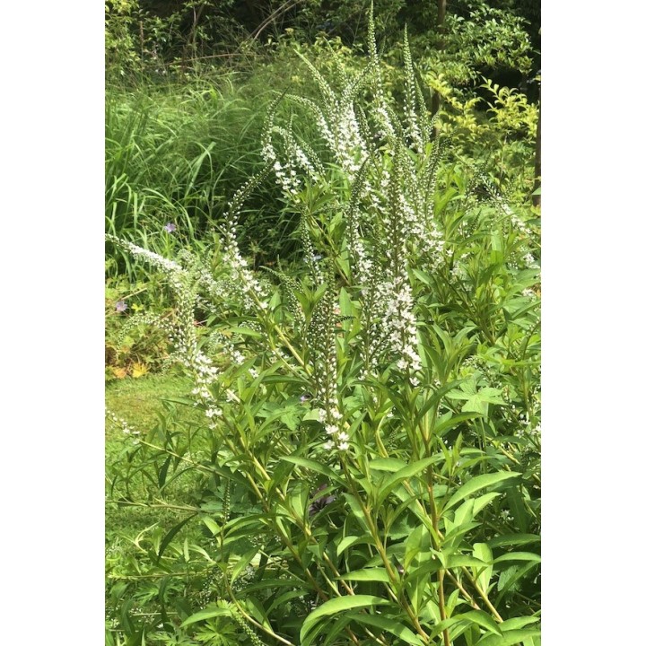 Lysimaque éphémère - Lysimachia ephemerum