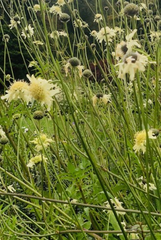 Cephalaria gigantea