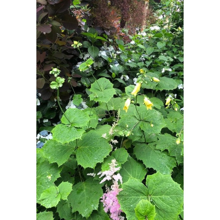 Kirengeshoma palmata plante