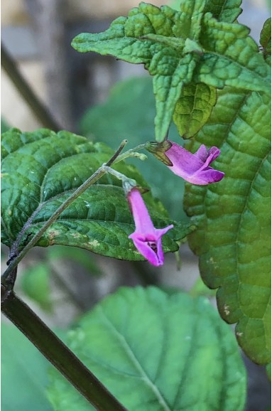 Isodon Supercherie fleur