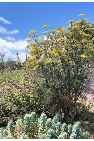 Fenouil pourpre plante