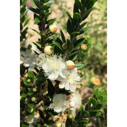Myrthus communis 'Tarentina' fleur