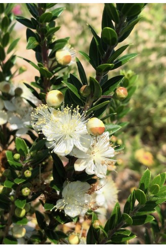 Myrthus communis 'Tarentina' fleur