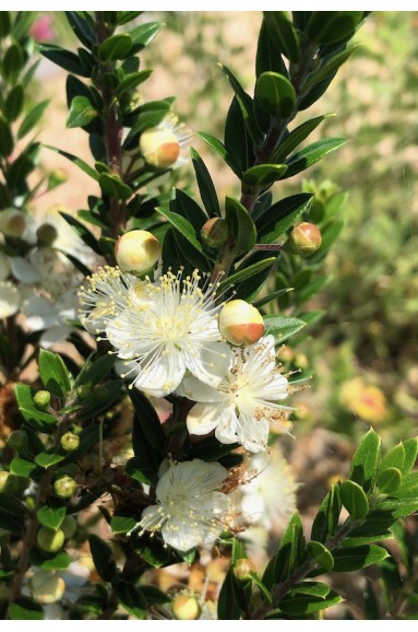 Myrthus communis 'Tarentina' fleur