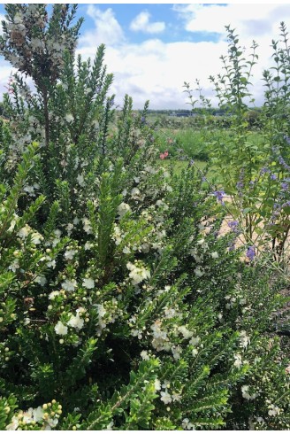 Myrthus communis 'Tarentina' plante