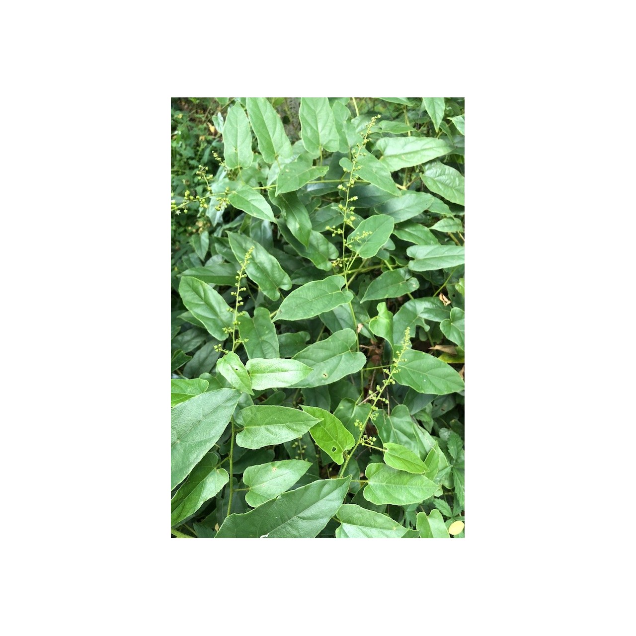 Ronce ornementale - Rubus ichangensis
