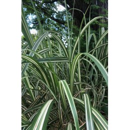 Miscanthus Cabaret feuillage panaché