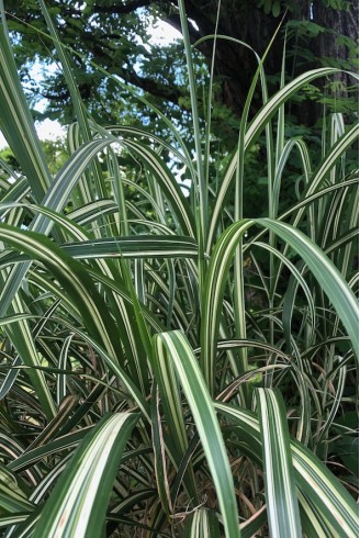 Miscanthus Cabaret feuillage panaché