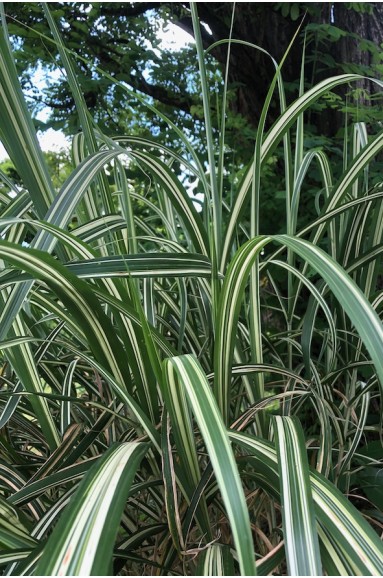 Miscanthus Cabaret feuillage panaché