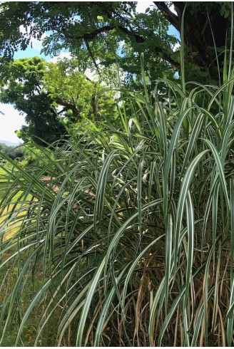 Miscanthus Cabaret plante