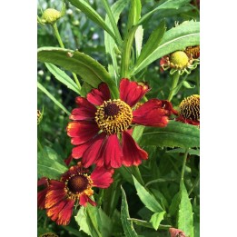 Hélénie rouge - Helenium 'Rubinzwerg'